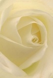 This detailed image draws the viewer deep into the heart of a cream-white rose, nestled like a secret in blooms freshly delivered throughout Addington. The petals unfurl in a spiral, their texture whisper-soft, touched with an almost dewy glow that hints at morning freshness. Gentle shadows weave between the folds, adding layers and a reflective tranquility to the composition. The feeling is one of restful peace-the kind experienced during quiet mornings in Addington's woodland edges or when marking a poignant milestone with family and neighbours nearby. As experienced local florists, we see this rose as a soulful embodiment of reverence and pure-hearted sentiment, perfectly suited to gestures of sympathy, admiration, or hopeful new beginnings. The close vantage reveals the delicate artistry and emotion woven into every petal-the craftsmanship shaped by understanding life's profound moments in our community. If you listen close, you might almost catch the subtle, sweet aroma-filling the imagined space with calm and understated grace. Delivering such a bloom is not just about beauty, but about helping Addington residents express feelings that transcend words, captured in the serene nuance of a single rose.